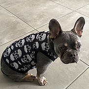 Jacks a rejoint le concours — aidez-le/la à gagner de superbes lots ! dog, french_bulldog, puppy, pet, clothing, shirt, skull_pattern, indoor, floor, tile, sitting, looking, curious, ears, cute, animal, companion, small_dog, adorable, portrait