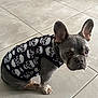 dog, french_bulldog, puppy, pet, clothing, shirt, skull_pattern, indoor, floor, tile, sitting, looking, curious, ears, cute, animal, companion, small_dog, adorable, portrait