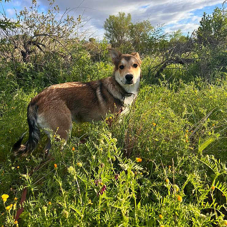Youky a rejoint le concours — aidez-le/la à gagner de superbes lots ! animal, canine, countryside, dog, farm, field, grass, grassland, herbal, herbs, husky, land, nature, outdoors, pasture, pet, plant, rural, tree, vegetation