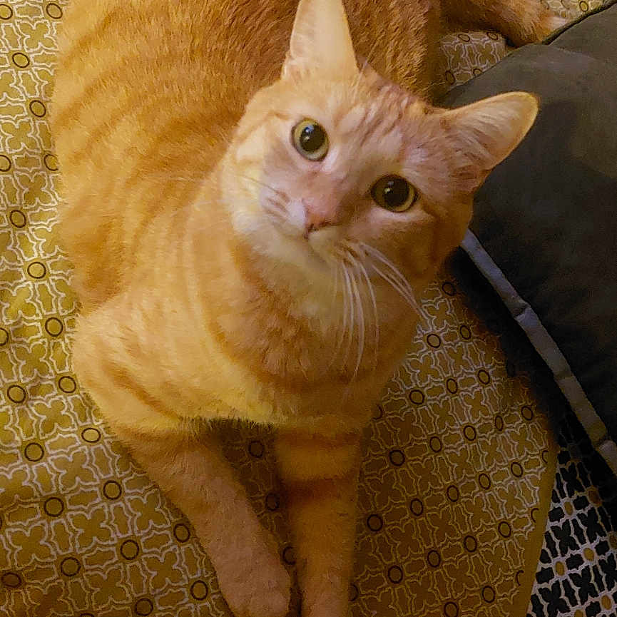Tigrou a rejoint le concours — aidez-le/la à gagner de superbes lots ! abyssinian, animal, architecture, armchair, building, cat, chair, couch, cushion, furniture, hardwood, homedecor, indoors, kitten, livingroom, manx, pet, plywood, room, wood