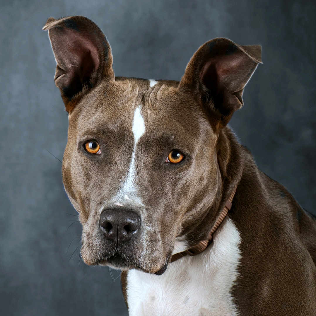 Tina a rejoint le concours — aidez-le/la à gagner de superbes lots ! animal, bostonbull, boxer, bulldog, canine, dog, frenchbulldog, greatdane, hound, husky, labradorretriever, pet, pitbull, pointer, puppy, snout, terrier, whitedog