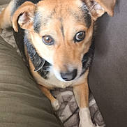 Pipi joined the competition — help win amazing prizes! dog, pet, canine, brown, black, white, ears, eyes, nose, paw, blanket, couch, indoor, resting, fur, animal, companion, cute, looking_up, relaxed