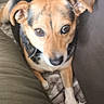 dog, pet, canine, brown, black, white, ears, eyes, nose, paw, blanket, couch, indoor, resting, fur, animal, companion, cute, looking_up, relaxed
