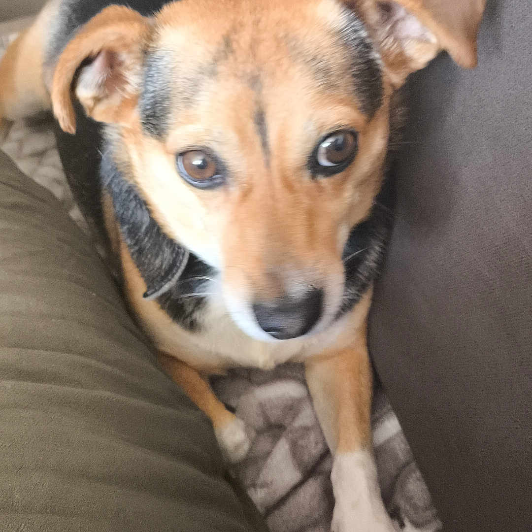 Pipi joined the competition — help win amazing prizes! dog, pet, canine, brown, black, white, ears, eyes, nose, paw, blanket, couch, indoor, resting, fur, animal, companion, cute, looking_up, relaxed