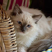 Joe participe au concours pour gagner de l'argent avec cette photo :