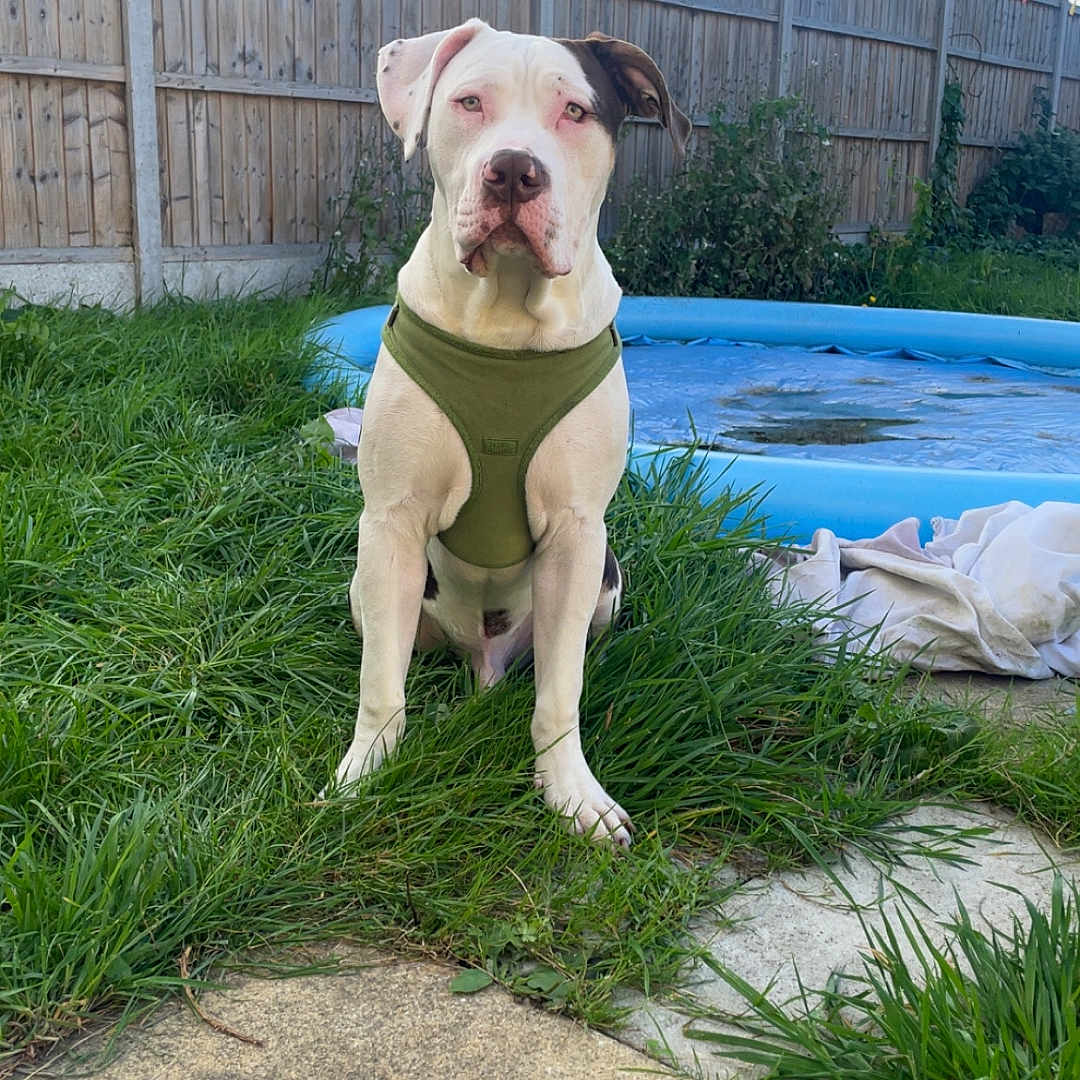 Ace joined the competition — help win amazing prizes! animal, backyard, canine, daylight, dog, domestic, fence, friendly, garden, grass, green_harness, inflatable_pool, leisure, nature, outdoor, pet, playful, resting, sitting, summer