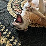 Willow is registered to the contest to win money with this photo: dog, blurry, carpet, animal, playful, mouth_open, indoor, fur, pet, rolling, pattern, paws, tan, white, canine, motion, fun, closeup, domestic, expression