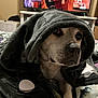dog, blanket, bed, indoor, pet, canine, resting, cozy, furniture, living_room, fabric, television, comfort, animal, domestic_animal, fur, laying_down, snuggled, household_item, blanket_hood