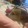 Willow joined the competition — help win amazing prizes! dog, blanket, bed, toy, pink_ball, indoor, pet, resting, cozy, fur, ear, face, side_view, home, comfort, animal, relaxation, fabric, soft, curious