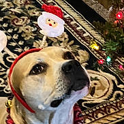 Willow joined the competition — help win amazing prizes! dog, pet, indoor, christmas, holiday, headband, festive, santa, decorations, tree, lights, carpet, patterned_rug, brown_dog, looking_up, cute, celebration, christmas_lights, animal, christmas_decor