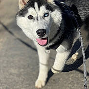 ūto a rejoint le concours — aidez-le/la à gagner de superbes lots ! dog, husky, canine, pet, leash, outdoor, walking, happy, smiling, fur, black_and_white, tongue, closeup, heterochromia, animal, mammal, friendly, portrait, daylight, pavement