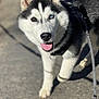 dog, husky, canine, pet, leash, outdoor, walking, happy, smiling, fur, black_and_white, tongue, closeup, heterochromia, animal, mammal, friendly, portrait, daylight, pavement