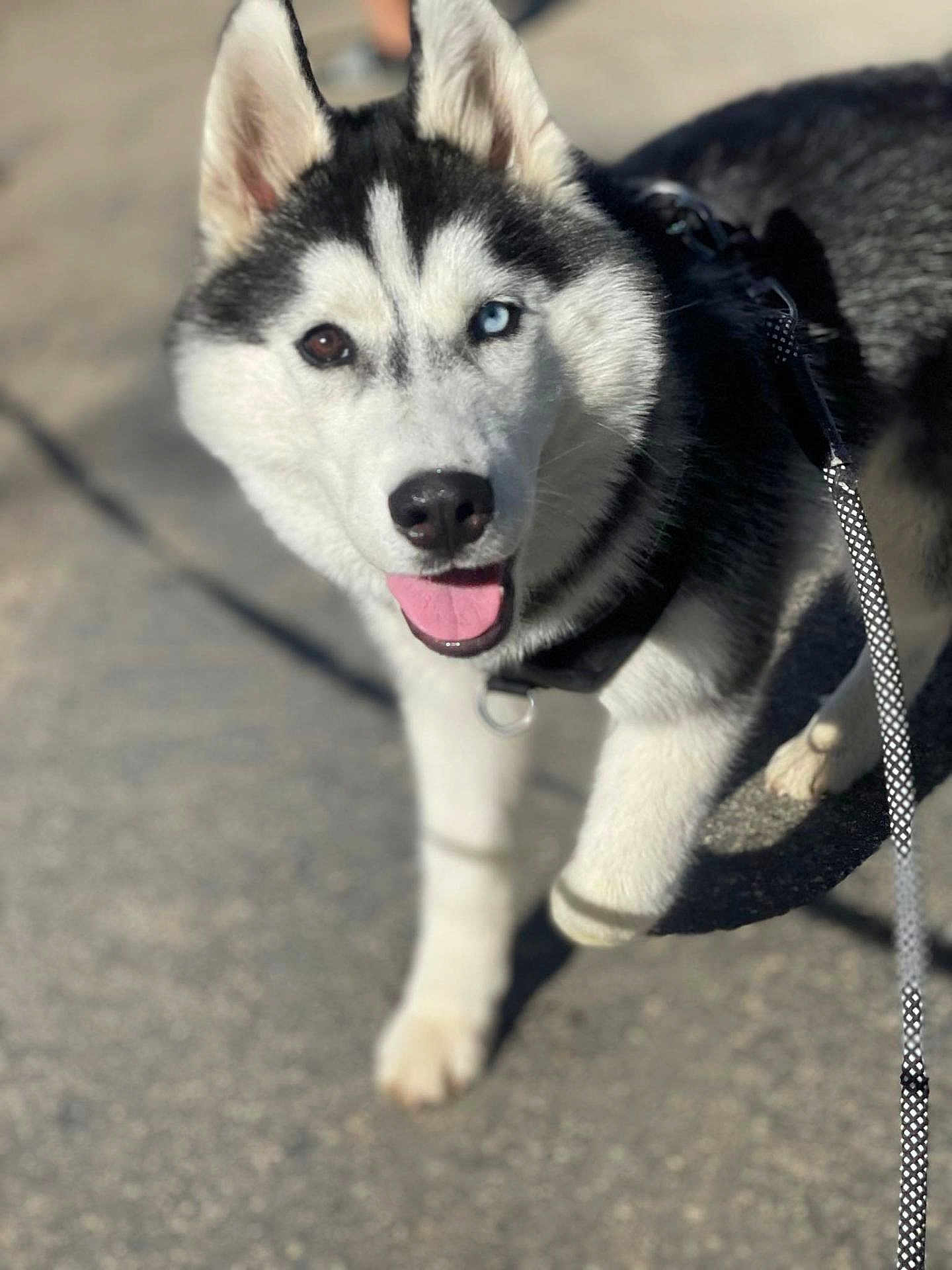 ūto a rejoint le concours — aidez-le/la à gagner de superbes lots ! dog, husky, canine, pet, leash, outdoor, walking, happy, smiling, fur, black_and_white, tongue, closeup, heterochromia, animal, mammal, friendly, portrait, daylight, pavement