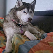Taya participe au concours pour gagner de l'argent avec cette photo : husky, dog, pet, bed, blanket, indoor, resting, fur, collar, animal, canine, cozy, colorful, patterned, head, ears, paw, portrait, household, relaxed