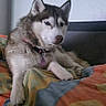 animal, bed, blanket, canine, collar, colorful, cozy, dog, ears, fur, head, household, husky, indoor, patterned, paw, pet, portrait, relaxed, resting