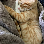 Kiyoshi joined the competition — help win amazing prizes! cat, kitten, sleeping, orange_tabby, white_fur, pet, animal, cozy, blanket, snuggled, indoors, close_up, portrait, resting, paw, whiskers, pink_nose, closed_eyes, soft_texture, relaxed