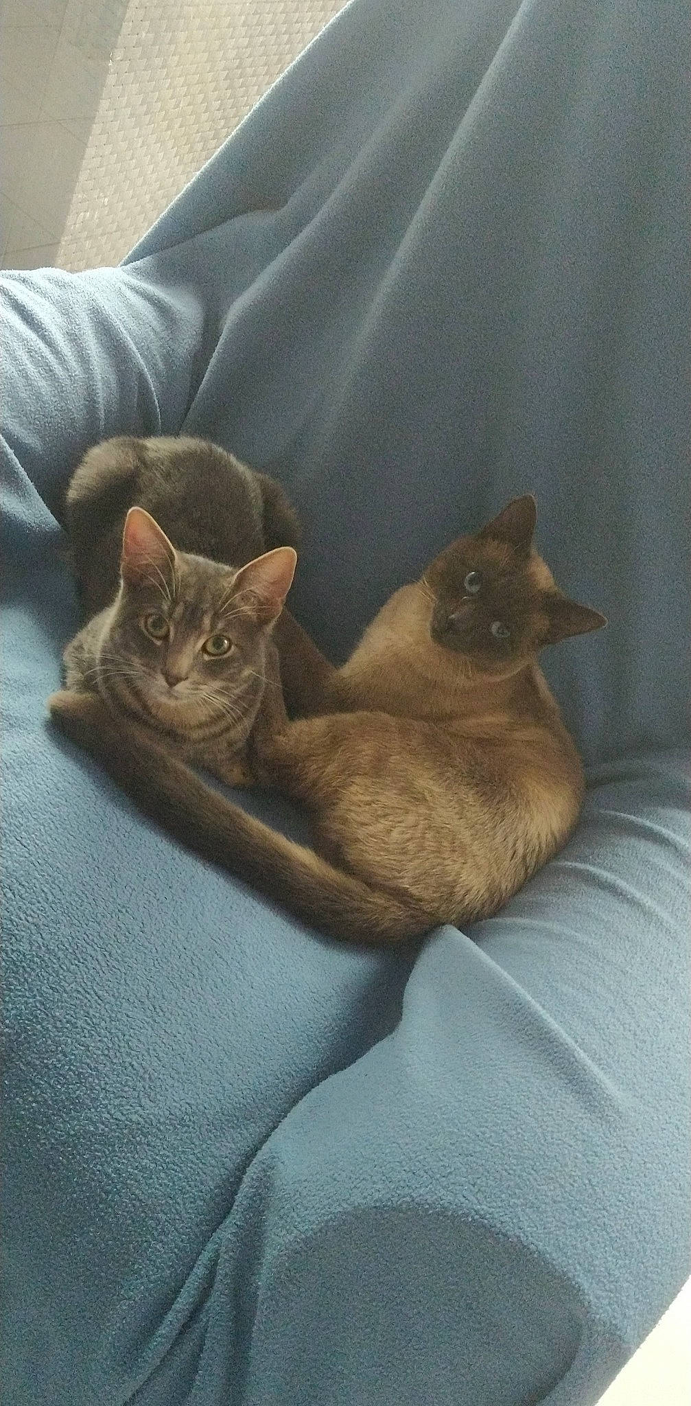 Achille participe au concours pour gagner de l'argent avec cette photo : brown, carnivore, cat, cat_supply, comfort, domestic_short_haired_cat, fawn, felidae, fur, grey, linens, liver, siamese, small_to_medium_sized_cats, tail, whiskers, window, wood