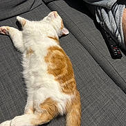 Hadès participe au concours pour gagner de l'argent avec cette photo : cat, orange_and_white, sleeping, couch, gray, indoor, pet, relaxing, sunlight, feline, fur, domestic_animal, resting, cozy, human, robe, remote_control, living_room, comfort, nap