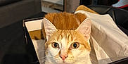 Hadès participe au concours pour gagner de l'argent avec cette photo : cat, orange_cat, white_cat, shoebox, box, indoor, table, furniture, gaming_chair, desk, computer, pet, animal, curious, sitting, fur, ears, whiskers, eyes, nose