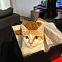 cat, orange_cat, white_cat, shoebox, box, indoor, table, furniture, gaming_chair, desk, computer, pet, animal, curious, sitting, fur, ears, whiskers, eyes, nose