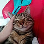 cat, tabby, petting, hand, red_chair, blue_blanket, fur, whiskers, closed_eyes, content, indoor, cozy, relaxed, animal, mammal, cute, domestic_cat, portrait, resting, feline