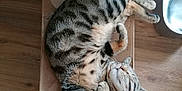 Ash participe au concours pour gagner de l'argent avec cette photo : cat, tabby, sleeping, curled_up, cardboard_box, floor, wooden_floor, domestic_animal, pet, feline, relaxed, cozy, indoor, whiskers, paws, striped, fur, resting, cute, content
