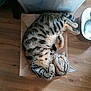 cat, tabby, sleeping, curled_up, cardboard_box, floor, wooden_floor, domestic_animal, pet, feline, relaxed, cozy, indoor, whiskers, paws, striped, fur, resting, cute, content