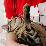 Ash a rejoint le concours — aidez-le/la à gagner de superbes lots ! cat, tabby_cat, pet, animal, feline, paw, whiskers, person, red_shirt, arm, indoor, close_up, comfort, relaxation, cute, fur, striped, looking_up, resting, domestic_animal