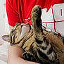 cat, tabby_cat, pet, animal, feline, paw, whiskers, person, red_shirt, arm, indoor, close_up, comfort, relaxation, cute, fur, striped, looking_up, resting, domestic_animal