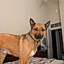 Malachi joined the competition — help win amazing prizes! animal, bed, bedroom, black, blanket, canine, ceiling_fan, comfort, curious, dog, door, ears, fur, furniture, indoor, looking, pet, standing, tan, wood