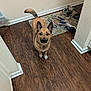 Malachi joined the competition — help win amazing prizes! alert, brown_dog, canine, curious, dog, domestic_animal, ears, floor, hallway, home, household, indoor, looking_up, pet, rug, shoes, standing, tail, wall_outlet, wood_floor