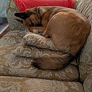 Malachi joined the competition — help win amazing prizes! blanket, brown_fur, canine, comfort, couch, cozy, curled_up, dog, domestic, ears, furniture, home, indoor, patterned, pet, pillow, relaxed, resting, sleeping, tail
