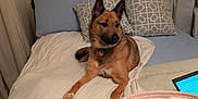 Malachi is registered to the contest to win money with this photo: animal, bed, blanket, collar, comfort, curtain, dog, ears, fur, furniture, home, indoor, pet, pillow, relaxation, resting, sleeping_area, tablet, technology, wooden_headboard