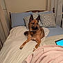 animal, bed, blanket, collar, comfort, curtain, dog, ears, fur, furniture, home, indoor, pet, pillow, relaxation, resting, sleeping_area, tablet, technology, wooden_headboard