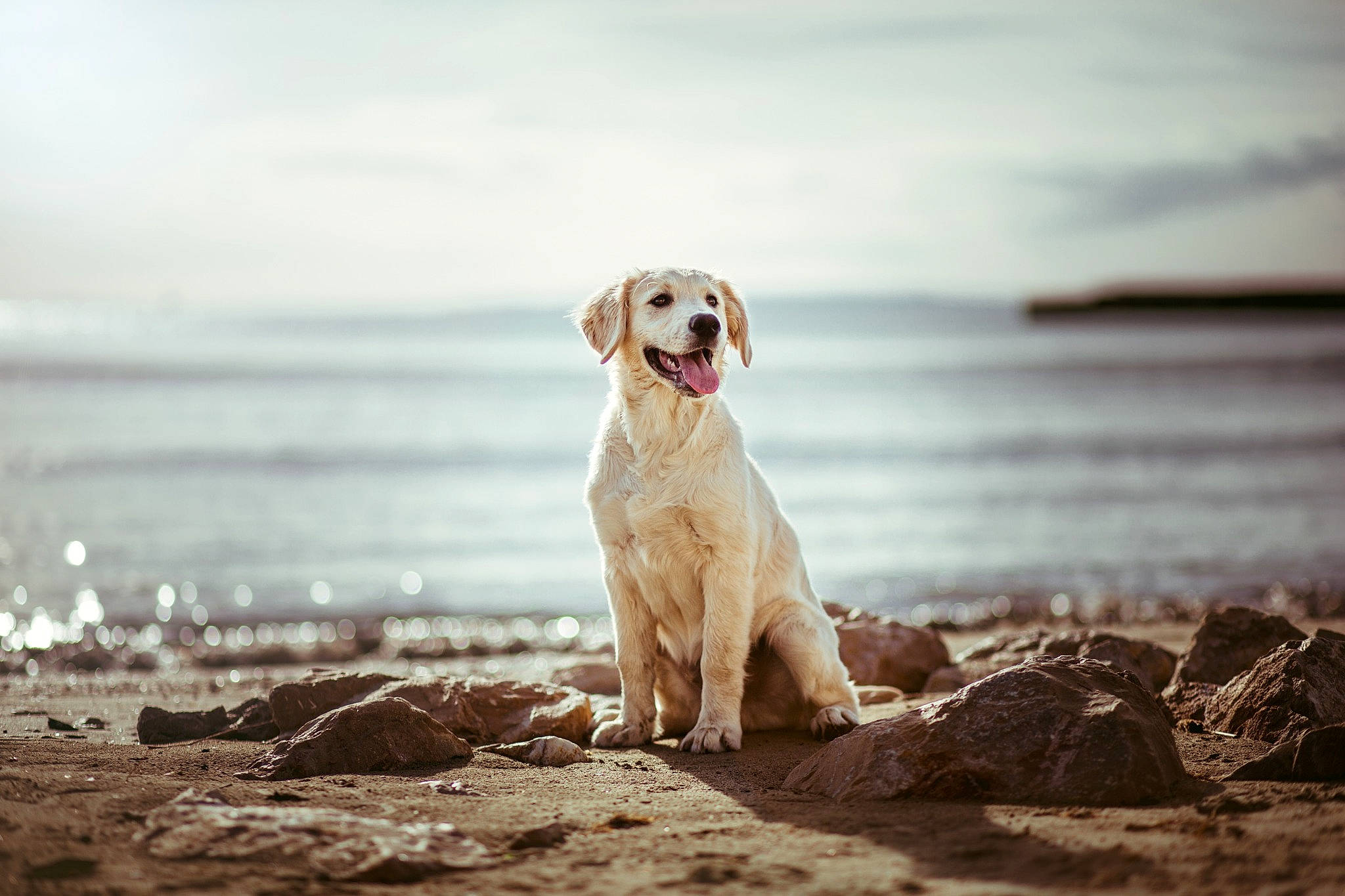 Hobbie participe au concours pour gagner de l'argent avec cette photo : beach, canidae, carnivore, companion_dog, dog, dog_breed, golden_retriever, labrador_retriever, mammal, ocean, photography, retriever, sea, sporting_group