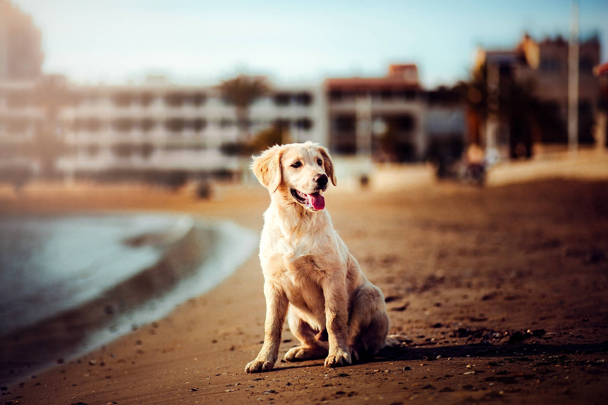 Hobbie a rejoint le concours — aidez-le/la à gagner de superbes lots ! canidae, carnivore, cloud, companion_dog, dog, dog_breed, golden_retriever, labrador_retriever, mammal, photography, retriever, sand, sky, snout, sporting_group, street_dog