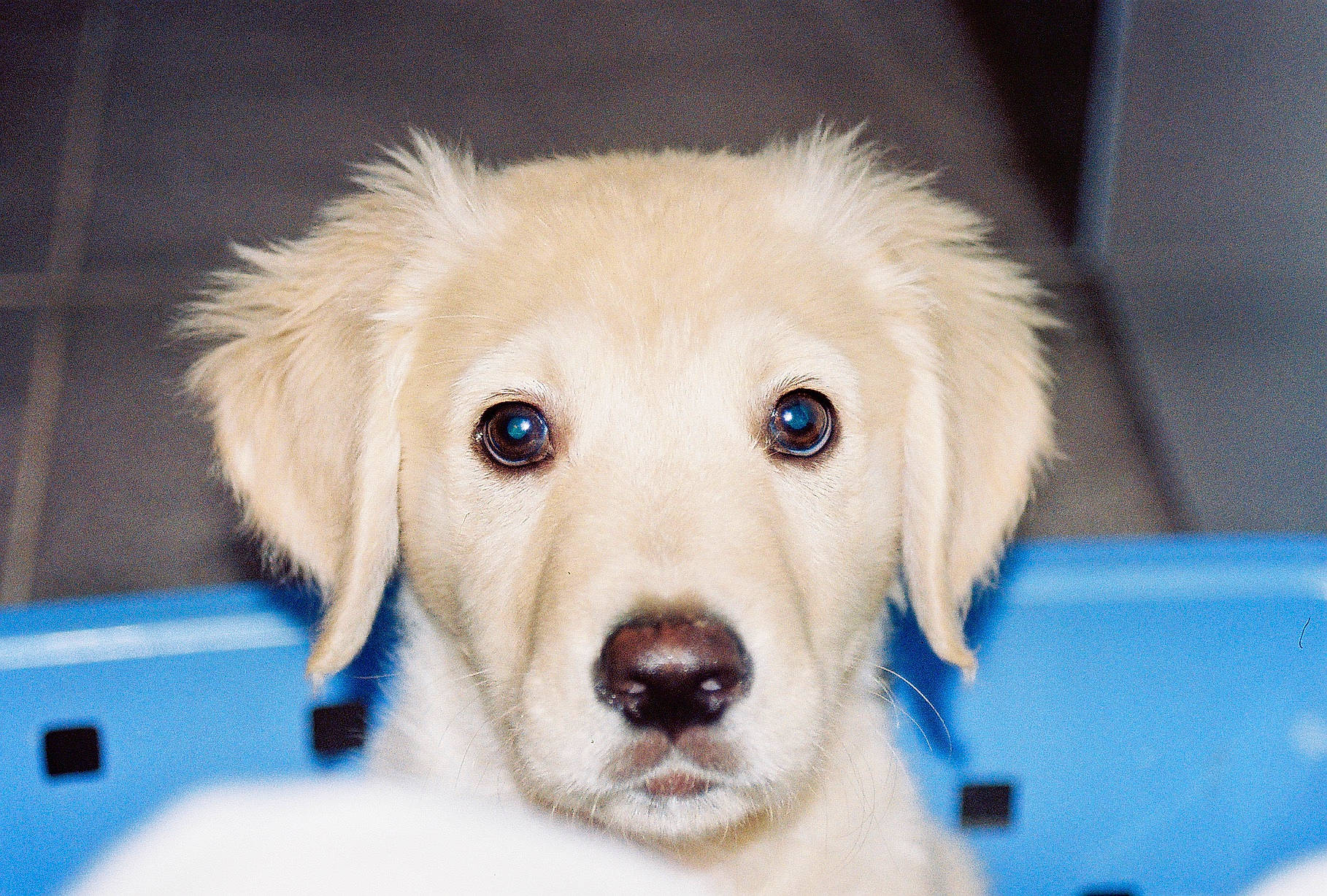 Hobbie participe au concours pour gagner de l'argent avec cette photo : beagador, canidae, carnivore, companion_dog, dog, dog_breed, fawn, golden_retriever, mammal, nose, puppy, puppy_love, rare_breed_dog, retriever, small_greek_domestic_dog, snout, sporting_group, vertebrate, whiskers, working_dog