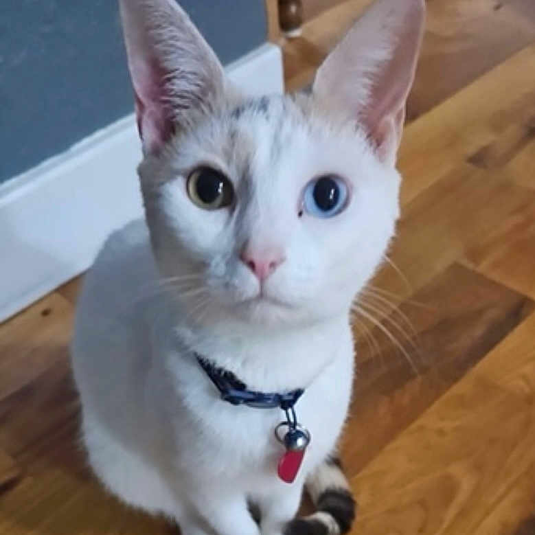 Faith is registered to the contest to win money with this photo: abyssinian, accessories, angora, animal, cat, collar, egyptiancat, face, hardwood, head, indoors, interiordesign, kitten, leash, manx, person, pet, siamese, strap, wood