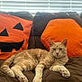 Pb is registered to the contest to win money with this photo: cat, orange_cat, tabby, couch, sofa, pillow, pumpkin_pillow, orange_pillow, blinds, indoor, pet, resting, paws, whiskers, ears, fur, living_room, cozy, sunlight, upholstery