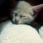 Pb is registered to the contest to win money with this photo: kitten, cat, sleeping, blanket, cozy, fur, indoor, pet, closeup, whiskers, pink_nose, ears, closed_eyes, soft_texture, nap, resting, dark_background, cute, young_animal, pet_portrait