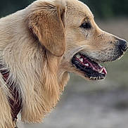 Attila participe au concours pour gagner de l'argent avec cette photo : dog, golden_retriever, animal, pet, canine, fur, profile, mouth_open, teeth, tongue, collar, outdoor, nature, blurred_background, happy, alert, close_up, head, ears, muzzle