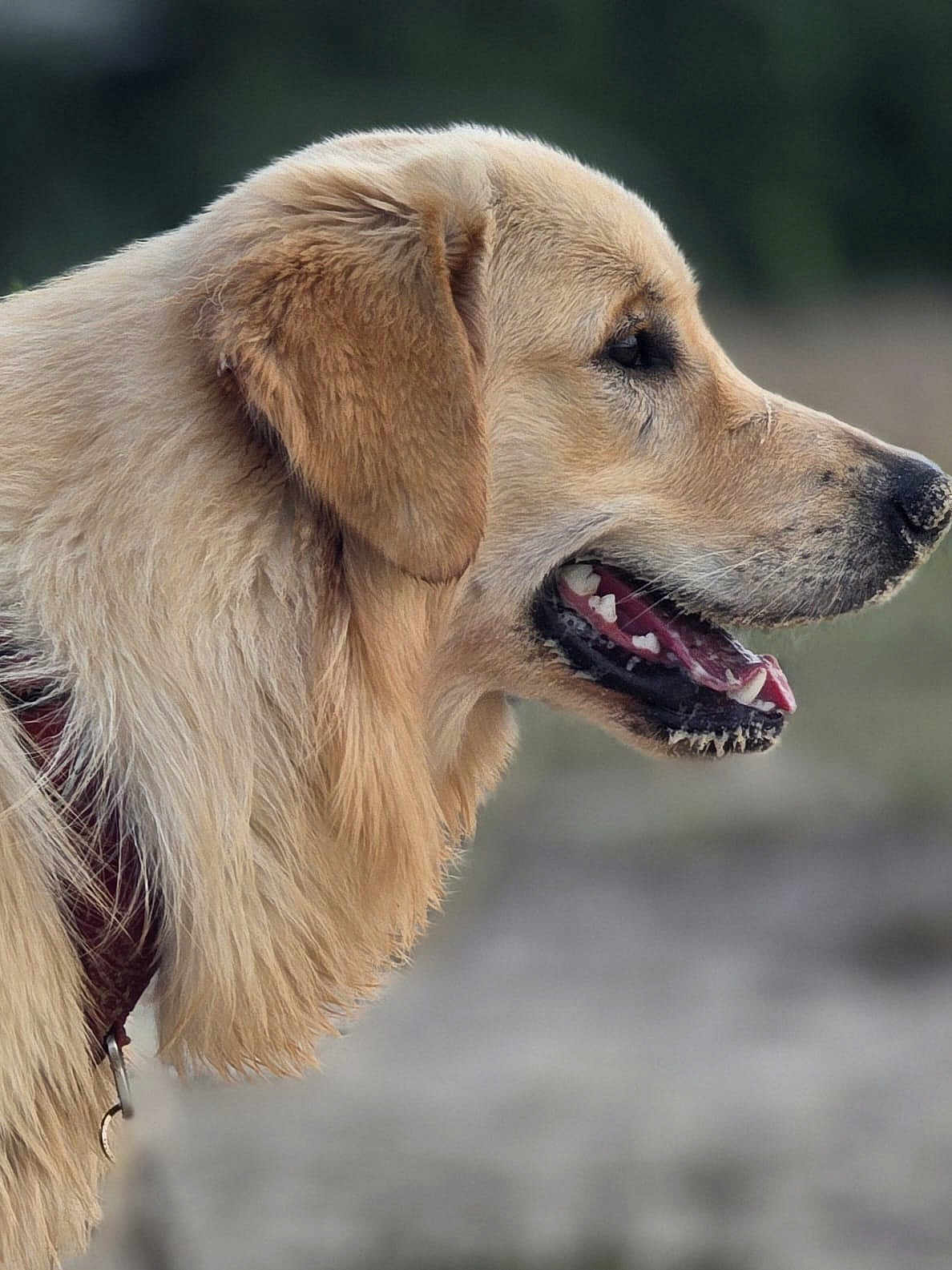 Attila participe au concours pour gagner de l'argent avec cette photo : dog, golden_retriever, animal, pet, canine, fur, profile, mouth_open, teeth, tongue, collar, outdoor, nature, blurred_background, happy, alert, close_up, head, ears, muzzle