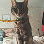 cat, tabby, collar, bells, pet, indoor, blanket, cushions, framed_picture, heart_garland, furniture, cozy, soft_lighting, curious, sitting, fur, home, decor, relaxed, animal