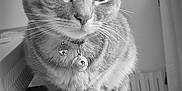Moony a rejoint le concours — aidez-le/la à gagner de superbes lots ! cat, tabby, collar, bells, furniture, indoor, pet, close_up, whiskers, ears, paws, monochrome, black_and_white, radiator, curtain, domestic, animal, quiet, still_life, morning