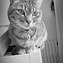 cat, tabby, collar, bells, furniture, indoor, pet, close_up, whiskers, ears, paws, monochrome, black_and_white, radiator, curtain, domestic, animal, quiet, still_life, morning