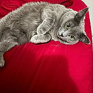 Pepper is registered to the contest to win money with this photo: cat, gray_cat, pet, animal, feline, lying_down, red_background, fur, whiskers, ears, yellow_eyes, domestic_cat, cute, indoor, resting, curious, cozy, soft_texture, close_up, relaxed