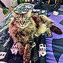 Bubby joined the competition — help win amazing prizes! cat, long_hair, fluffy, green_eyes, tabby, pet, indoor, bed, blanket, patterned_blanket, whiskers, paws, tail, cozy, relaxed, portrait, houseplant, furniture, looking_at_camera, fur