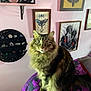 bed, cat, cozy, crystals, curious, decor, domestic_animal, feline, fluffy, framed_art, fur, indoor, moth_illustrations, pet, purple_blanket, room, shelf, sitting, wall, wide_eyes