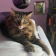 Bubby joined the competition — help win amazing prizes! animal, bed, cat, cozy, curious, feline, fluffy_cat, fur, furniture, home, indoor, mirror, pet, plant, portrait, purple_wall, relaxed, resting, shelf, white_bedspread