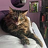 animal, bed, cat, cozy, curious, feline, fluffy_cat, fur, furniture, home, indoor, mirror, pet, plant, portrait, purple_wall, relaxed, resting, shelf, white_bedspread